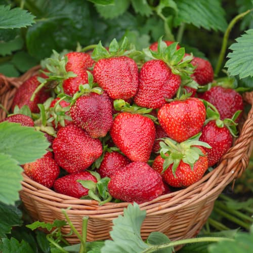 Zemenes Darselect interface.image 1 interface.art 5397