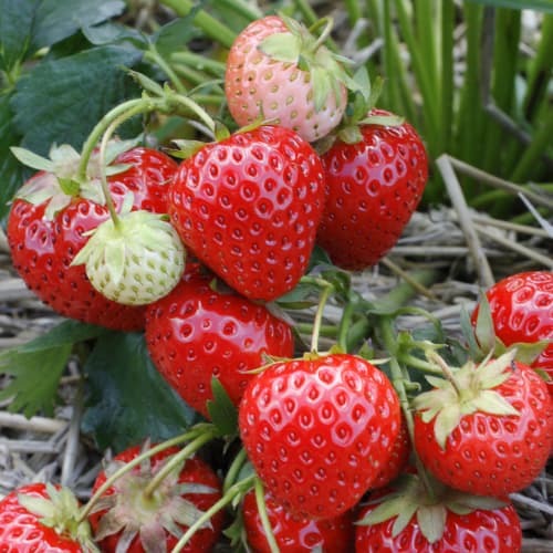 Zemenes Elegance interface.image 1 interface.art 5193