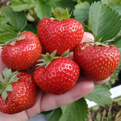 Zemenes Elsanta interface.image 1 interface.art 5399