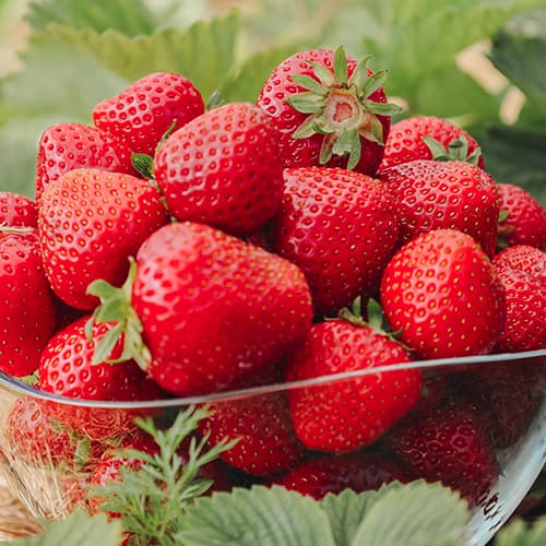 Zemenes Fenella interface.image 1 interface.art 5194