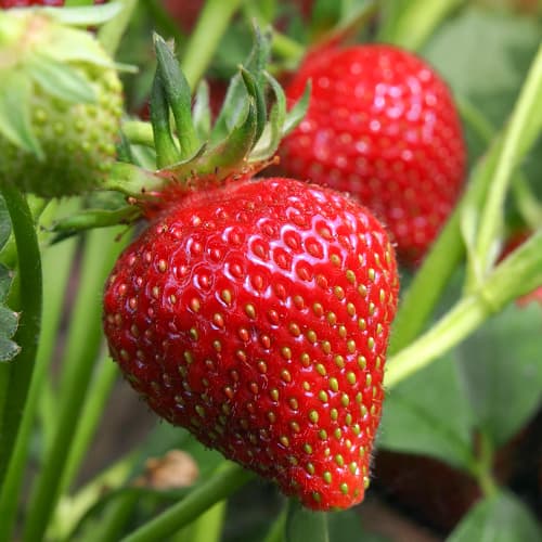 Zemenes Francesca interface.image 1 interface.art 5196