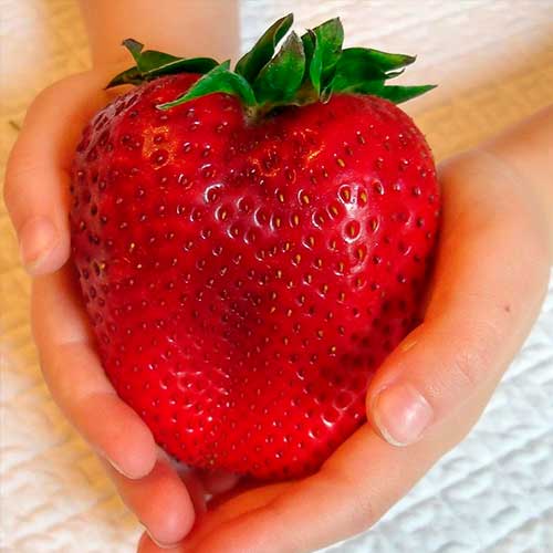 Zemenes Gigant interface.image 1 interface.art 5401