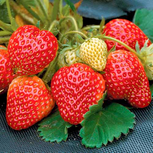 Zemenes Honeoye interface.image 1 interface.art 5402