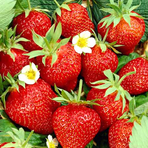 Zemenes Kimberly interface.image 1 interface.art 5403