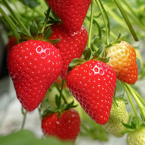 Zemenes Lambada interface.image 1 interface.art 5405