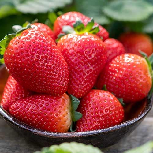 Zemenes Lauretta interface.image 1 interface.art 5198