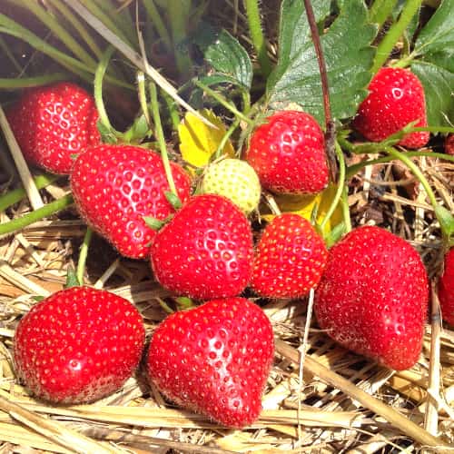 Zemenes Lola interface.image 1 interface.art 5199