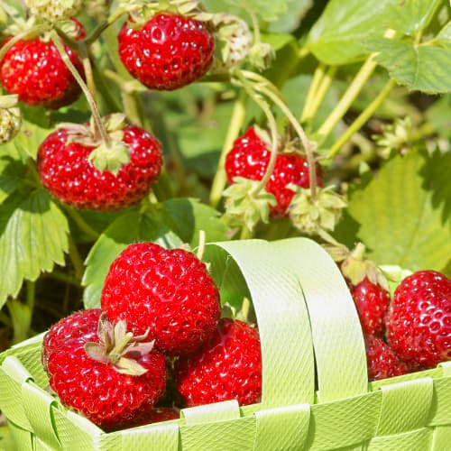 Zemenes Mieze Schindler interface.image 1 interface.art 5406