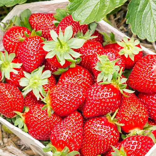 Zemenes Portola interface.image 1 interface.art 5410