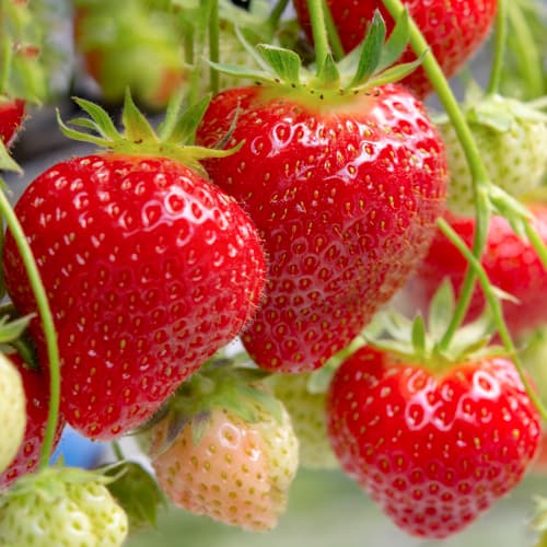 Zemenes Renaissance interface.image 1 interface.art 5201