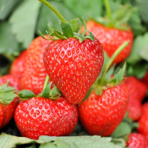 Zemenes Romina interface.image 1 interface.art 1585_1