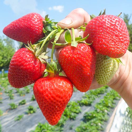 Zemenes San Andreas interface.image 1 interface.art 5411