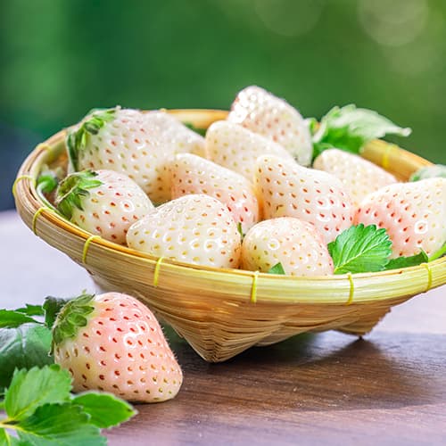 Zemenes Snow White interface.image 1 interface.art 5203