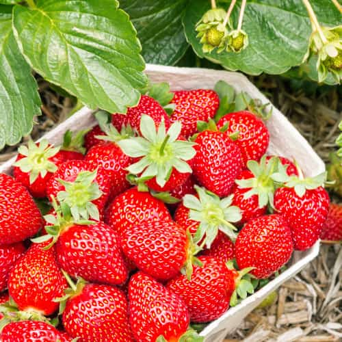 Zemenes Symphony interface.image 1 interface.art 5204