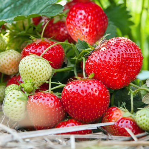 Zemenes Vima Tarda interface.image 1 interface.art 5414