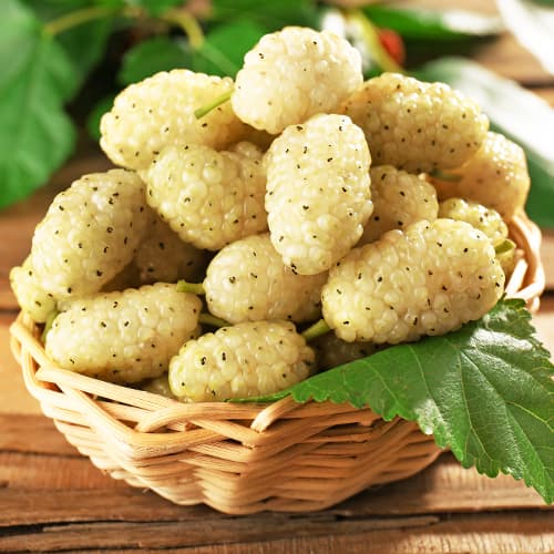 Zīdkok Alba, P9 interface.image 1 interface.art 5858