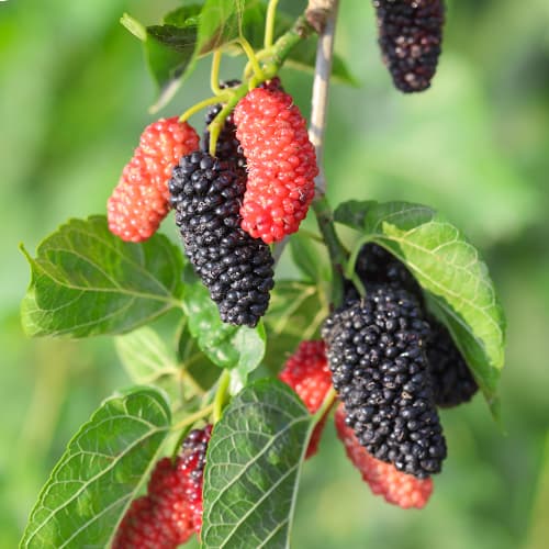 Zīdkok Full Seasons, С2 interface.image 1 interface.art 5452