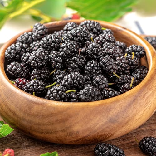 Zīdkok Nigra, P9 interface.image 1 interface.art 5859