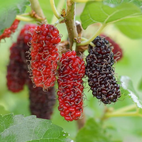 Zīdkok Red No.2, С2 interface.image 1 interface.art 5453