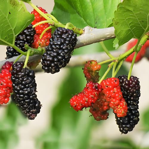 Zīdkok Sweet Dream, P9 interface.image 1 interface.art 1587