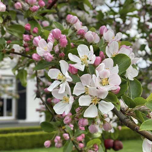 Ziedoša ābele Red Sentinel, С5 interface.image 1 interface.art 7724