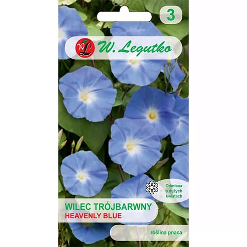 Zilā zvaigzne-Trīskrāsainā anemone-Dievišķi zils interface.image 1 interface.art 78595