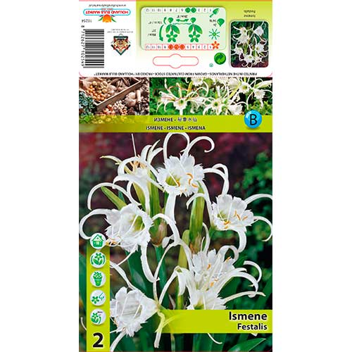 Zirnekļlilija Festalis interface.image 1 interface.art 76294