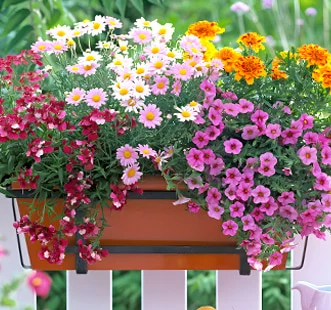 Ampelu ziedu sēklas