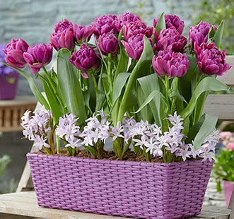 Best Buy Capperline puķu sīpoli