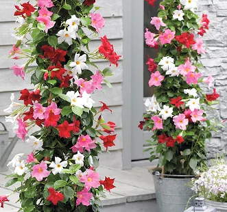 Daudzgadīgās puķes