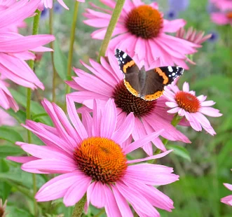 Daudzgadīgo ziedu sēklas