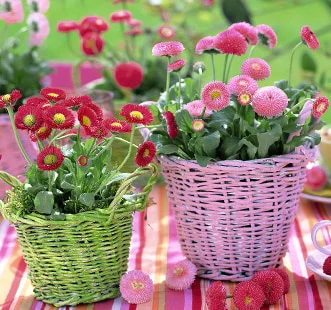 Divgadīgo ziedu sēklas