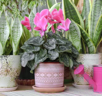 Istabas ziedu sēklas