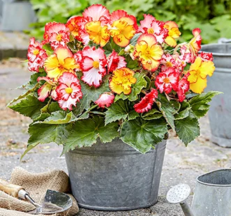 Pavasara sīpolu ziedi