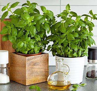 Pikanto kultūraugu sēklas