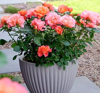 Rozes balkonam, terasei