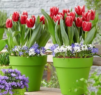 Star Capperline puķu sīpoli