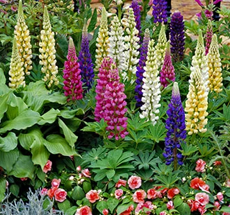 Viengadīgo ziedu sēklas