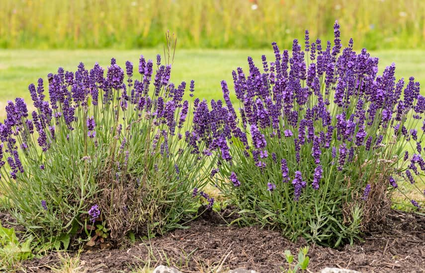 Brīnišķīgā lavanda: stādīšanas un kopšanas noslēpumi