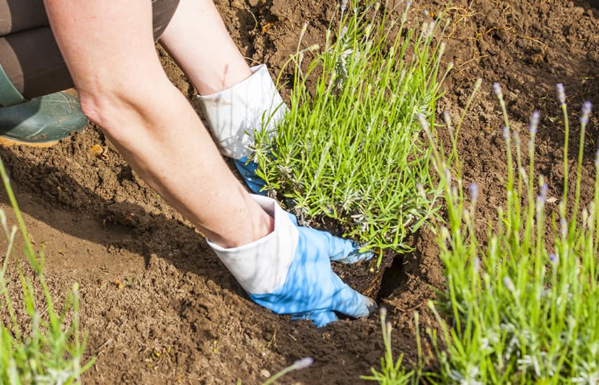 Brīnišķīgā lavanda: stādīšanas un kopšanas noslēpumi