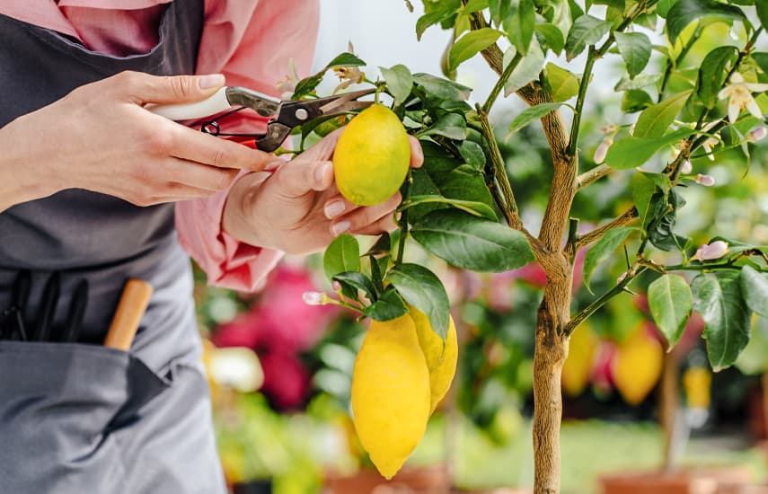 Mājas apstākļos gatavots citrons - vitamīnu avots un atsvaidzinoša garša