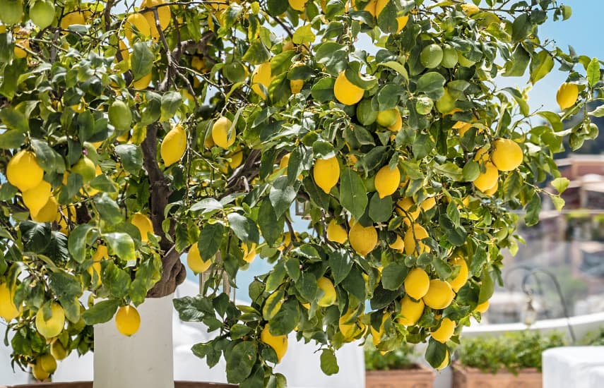 Mājas apstākļos gatavots citrons - vitamīnu avots un atsvaidzinoša garša