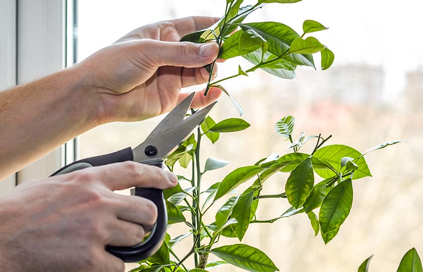 Mājas apstākļos gatavots citrons - vitamīnu avots un atsvaidzinoša garša