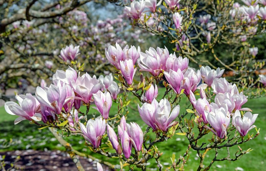 Skaista magnolija - pavasara un dzīvības simbols