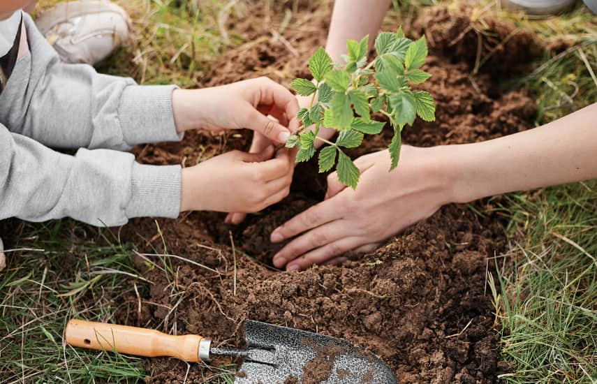 Rudens atkārtota aveņu stādīšana