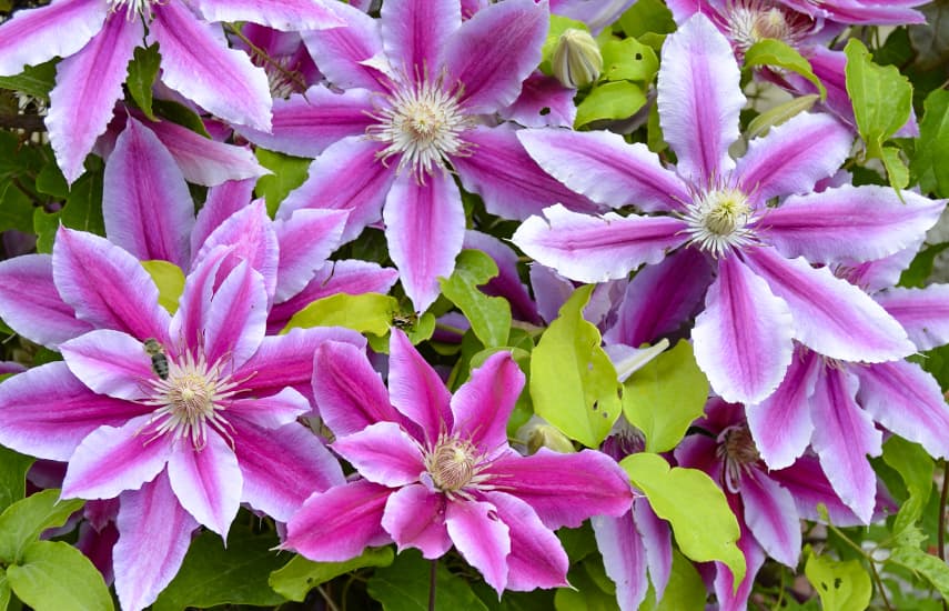 Clematis stādīšana