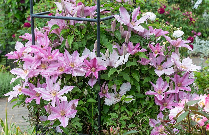 Clematis stādīšana