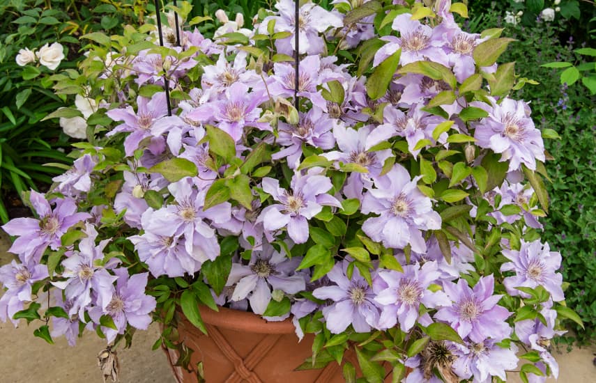 Clematis stādīšana