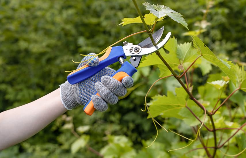 Vīnogulāji: rudens apgriešanas un ziemas seguma noslēpumi