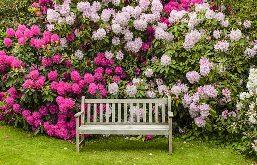 Ko stādīt blakus rododendram?